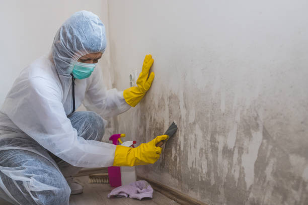 Asbestos and Lead Testing During Mold Inspection in Lago Vista, TX